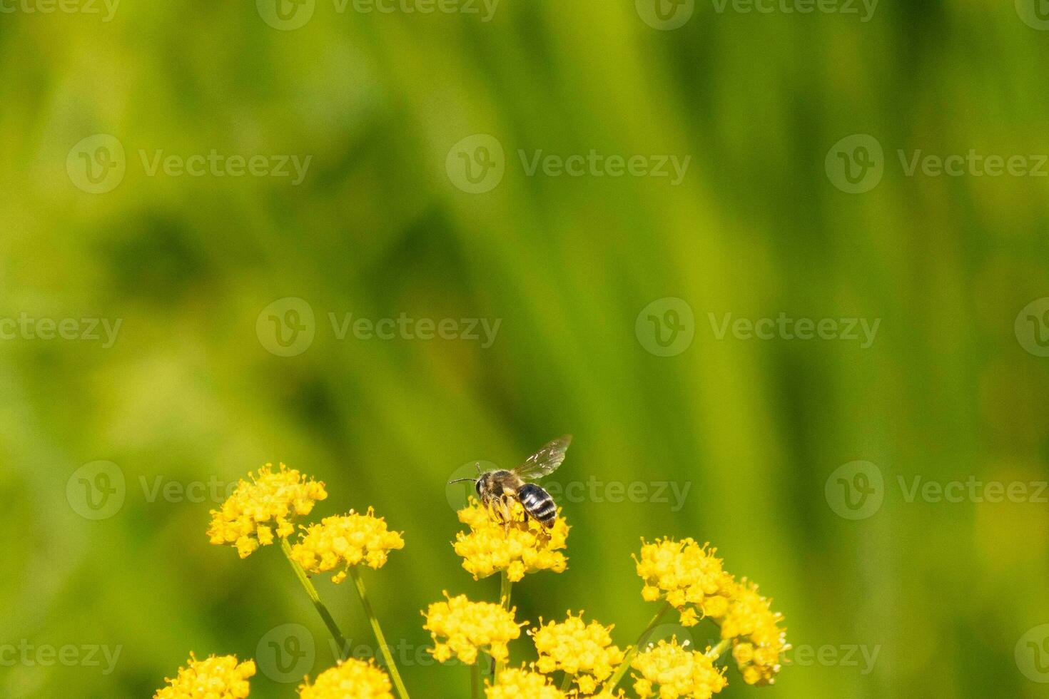 deze weinig geelbenige mijnbouw bij was uit verzamelen nectar in deze veld. de weinig insect is zittend in een gouden Alexander bloem en helpen naar bestuiven. de klein kever heeft een gestreept lichaam. foto