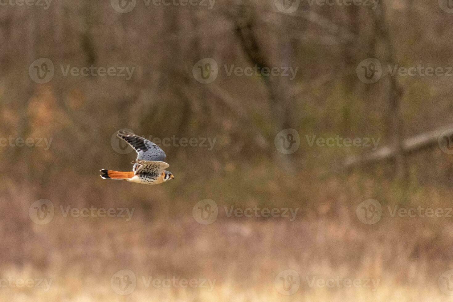 torenvalk vliegend aan de overkant een veld. deze vogel, ook bekend net zo een mus havik is de kleinste valk. de mooi oranje en blauw van de gevederte staat uit tussen de bruin gebladerte beeltenis de vallen seizoen. foto