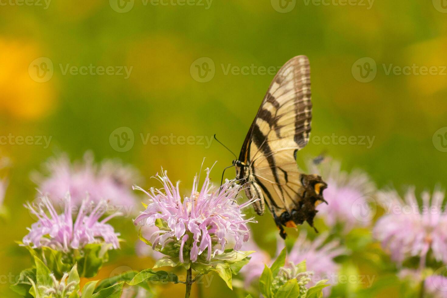 vlinder komt eraan uit in de wilde bloemen veld- voor sommige nectar. de oostelijk tijger zwaluwstaart heeft haar mooi zwart en geel Vleugels uitgerekt uit. haar poten Holding op een wild bergamot bloem. foto