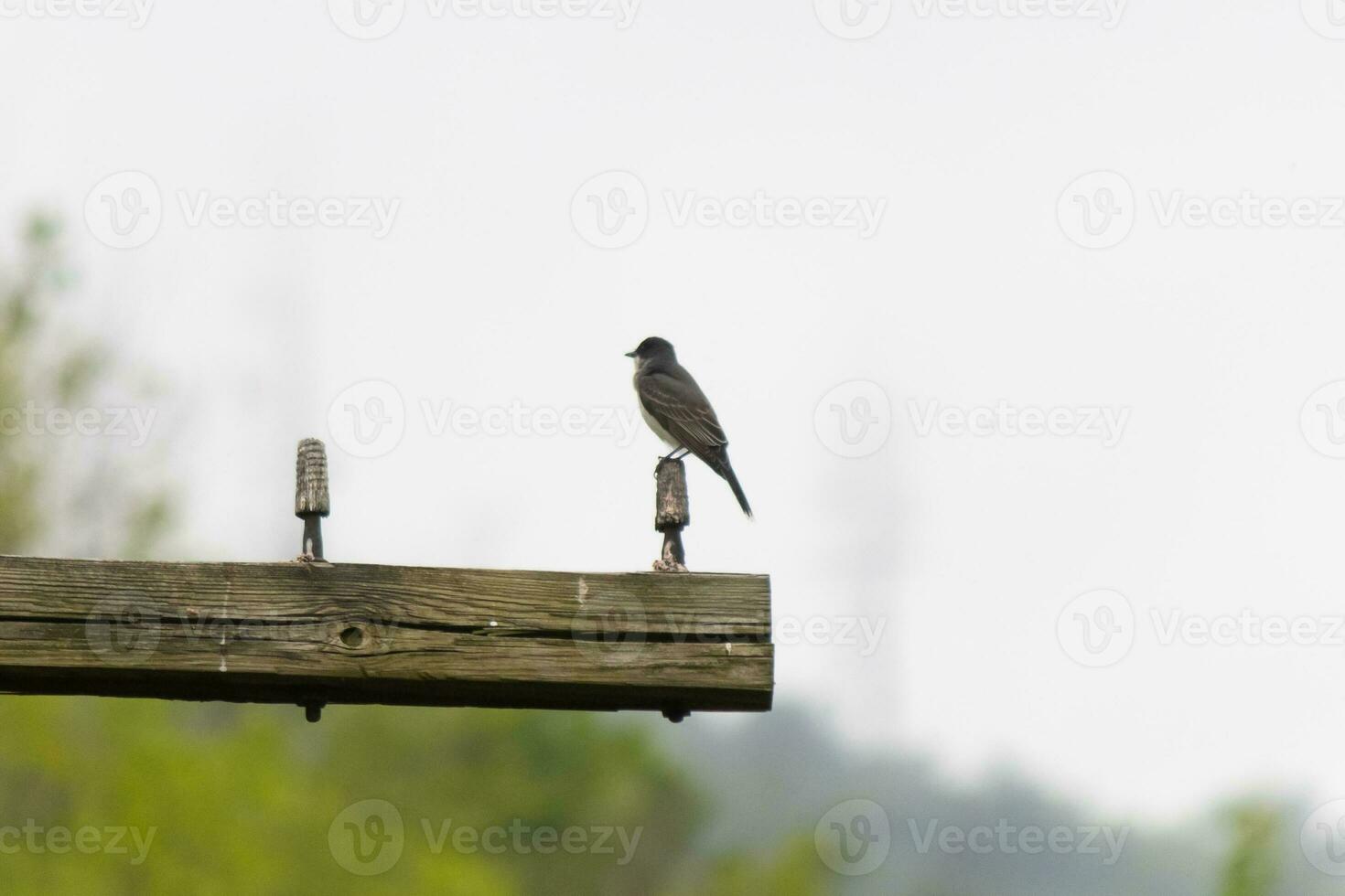 deze oostelijk kingbird was neergestreken Aan top van deze na. ze zijn een soorten van tiran vliegenvangers. zijn grijs veren op zoek mooi tegen de shite buik. deze gezien tegen een wit lucht. foto