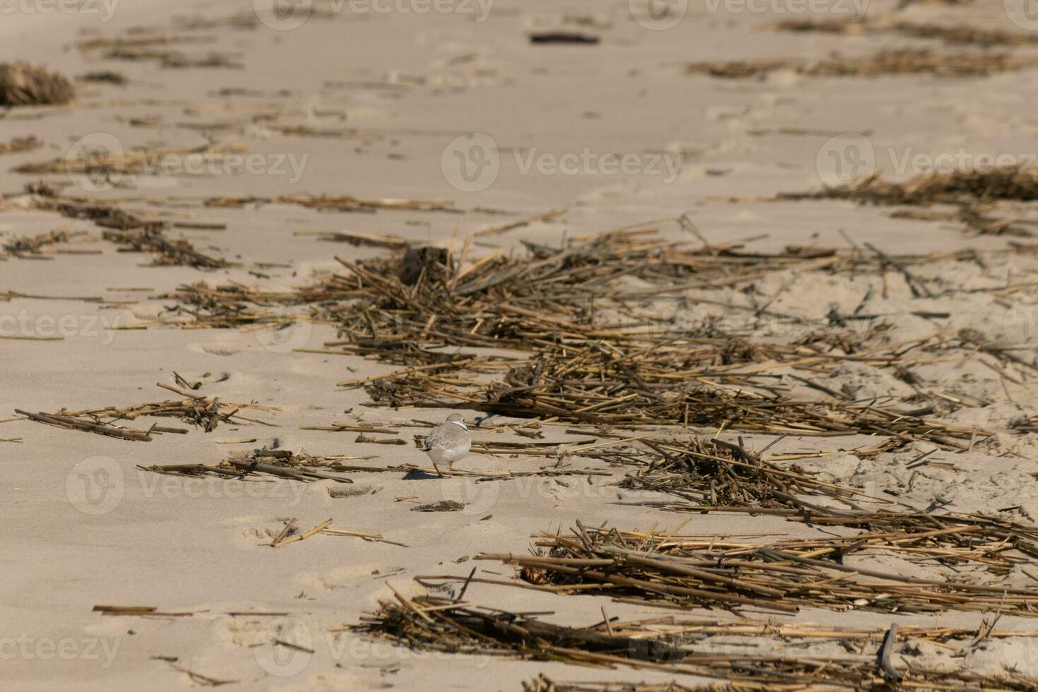 deze schattig weinig leidingen plevier was gezien hier Aan de strand wanneer ik nam deze afbeelding. deze kustvogel is zo klein en zoekopdrachten de zand voor voedsel gewassen omhoog door de surfen. ik liefde de ring in de omgeving van zijn nek. foto