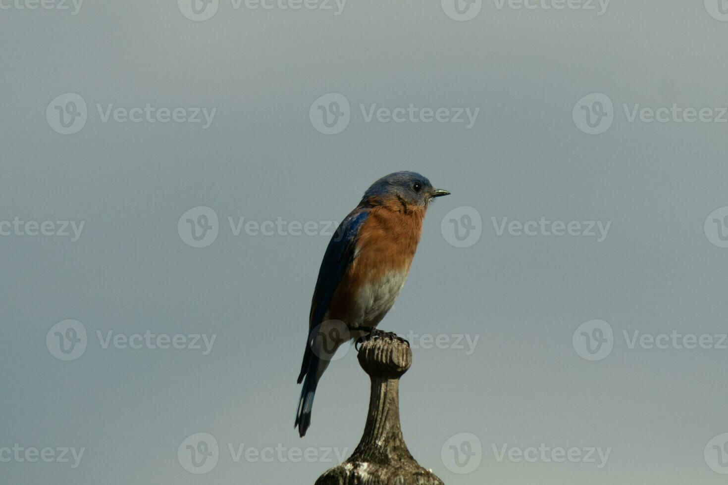 schattig weinig blauwe vogel kwam uit naar bezoek de houten vogelvoeder. zijn roestig oranje buik met een wit lap staat uit van zijn blauw hoofd. zijn donker ogen kijken aan de overkant de manier. deze weinig vogel is poseren. foto