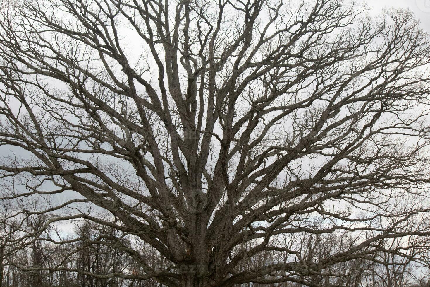 kaal takken van een boom bereiken uit. de lang ledematen zijn zonder bladeren ten gevolge naar de vallen seizoen. op zoek Leuk vinden tentakels of een skelet- structuur. de grijs lucht kan worden gezien in de terug met wit wolken. foto