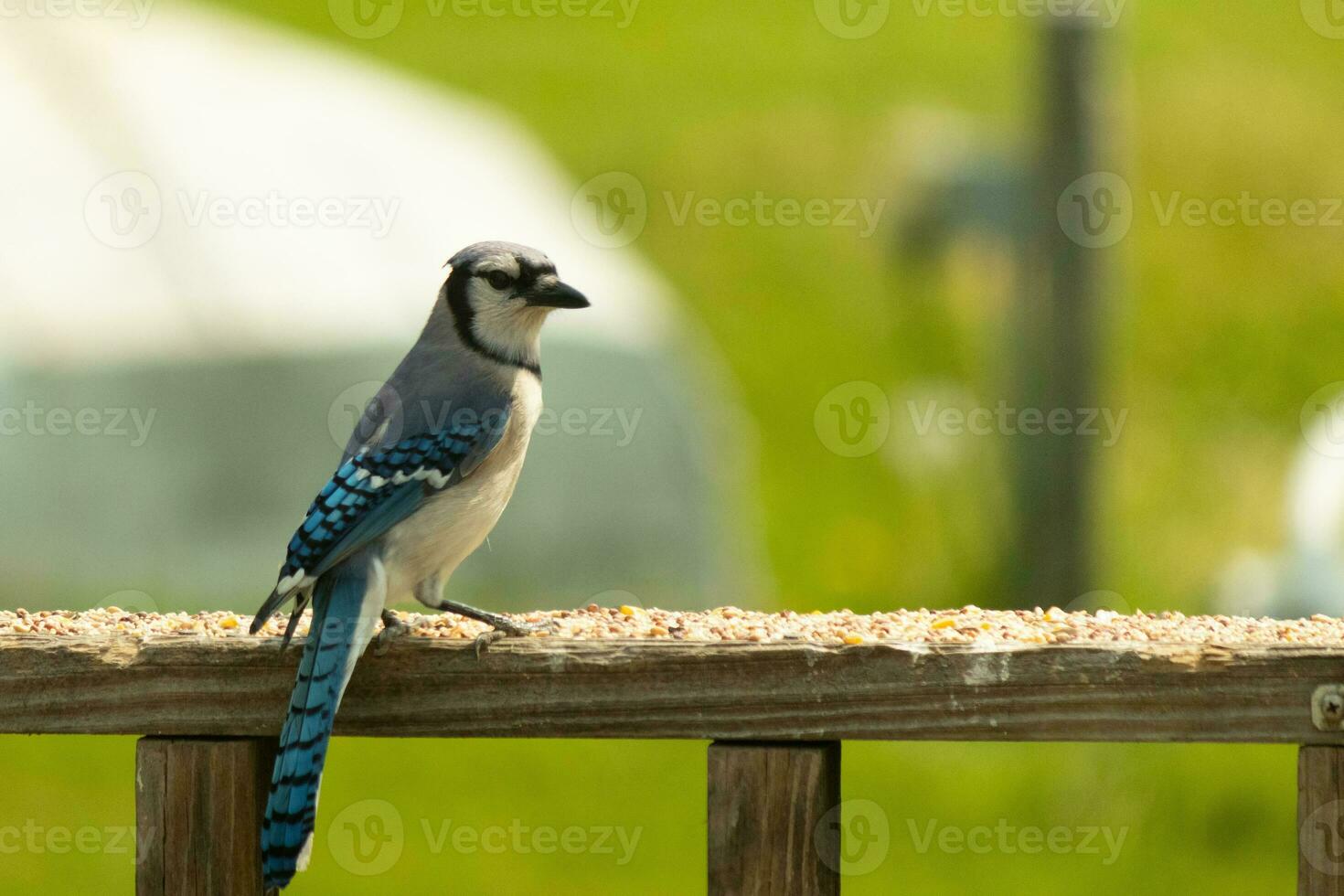 deze blauw gaai vogel was opvallend een houding net zo ik nam deze afbeelding. hij kwam uit Aan de houten traliewerk van de dek voor sommige vogelzaad. ik liefde de kleuren van deze vogelstand met de blauw, zwart, en wit. foto