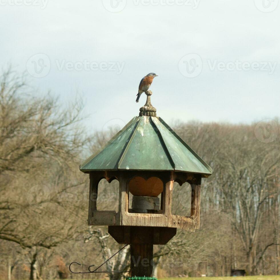 schattig weinig blauwe vogel kwam uit naar bezoek de houten vogelvoeder. zijn roestig oranje buik met een wit lap staat uit van zijn blauw hoofd. zijn donker ogen kijken aan de overkant de manier. deze weinig vogel is poseren. foto