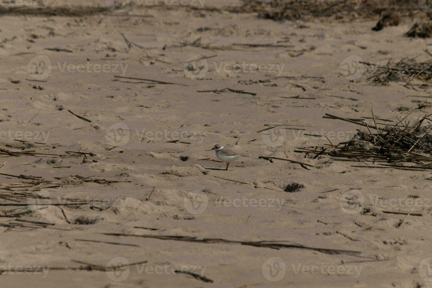 deze schattig weinig leidingen plevier was gezien hier Aan de strand wanneer ik nam deze afbeelding. deze kustvogel is zo klein en zoekopdrachten de zand voor voedsel gewassen omhoog door de surfen. ik liefde de ring in de omgeving van zijn nek. foto