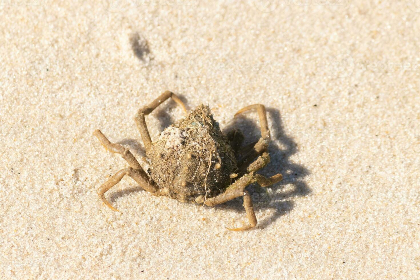 deze schattig weinig spin krab was gewassen omhoog Aan de strand wanneer ik nam de afbeelding. stukjes van zand zit vast Aan zijn lichaam. een weinig beetje van puin zit vast Aan zijn hoofd. deze schepsel was links gestrand door de surfen. foto