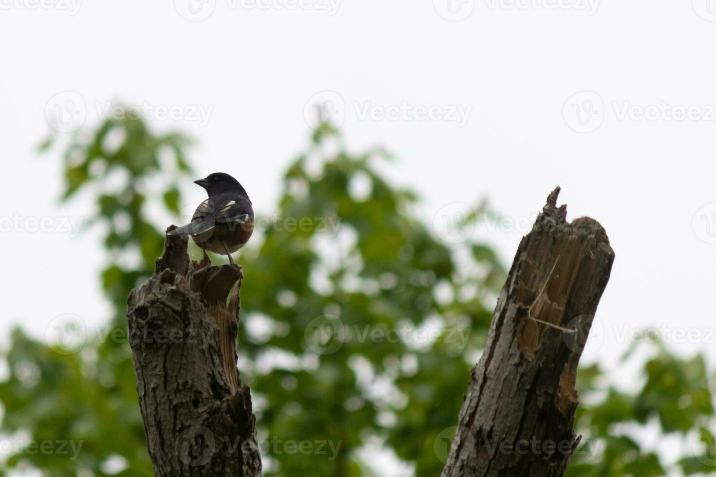 deze Baltimore wielewaal is neergestreken Aan deze houten post in de veld. zijn mooi zwart, oranje, en wit lichaam staand uit tegen de wit achtergrond. deze is een migrerend vogel. foto