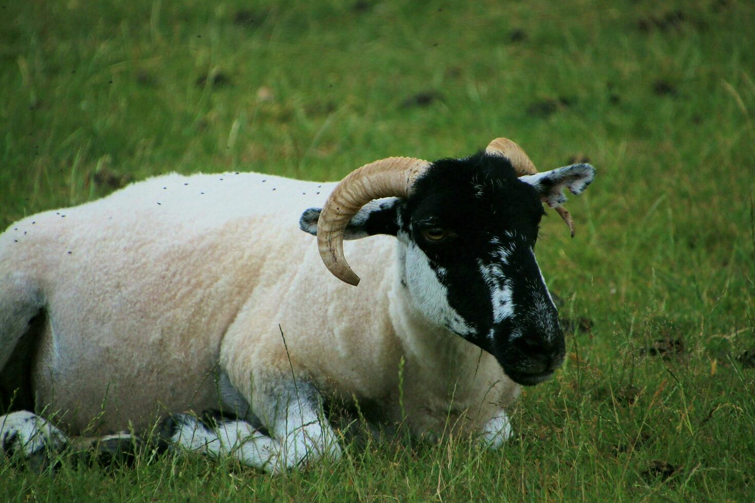 een visie van een schapen in een weide foto