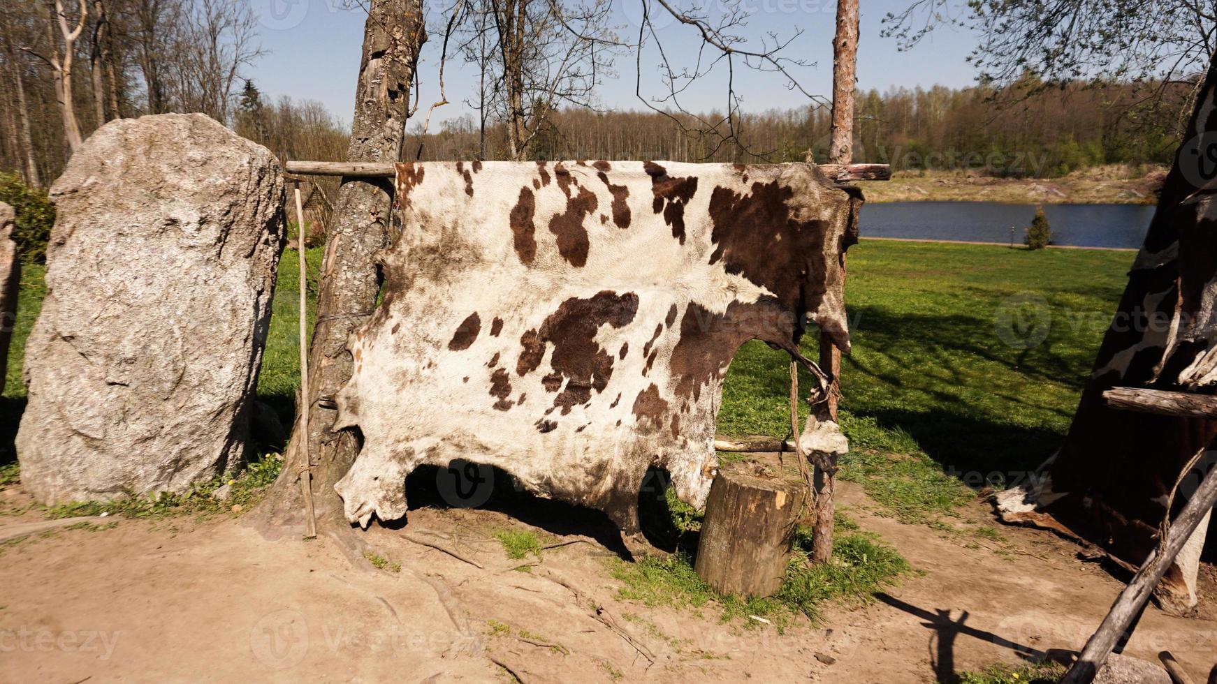 een oud vikingkamp. de koeienhuid wordt in de zon gedroogd. foto
