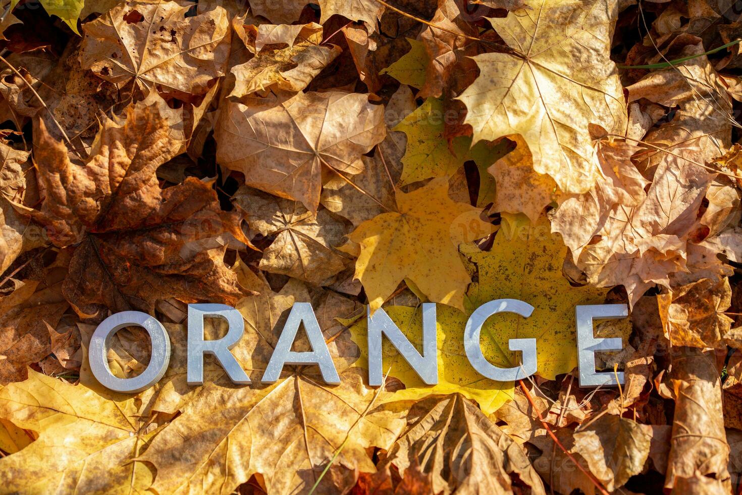 woord oranje gelegd met zilver metaal brieven Aan gedaald esdoorn- bladeren Aan herfst Woud verdieping foto