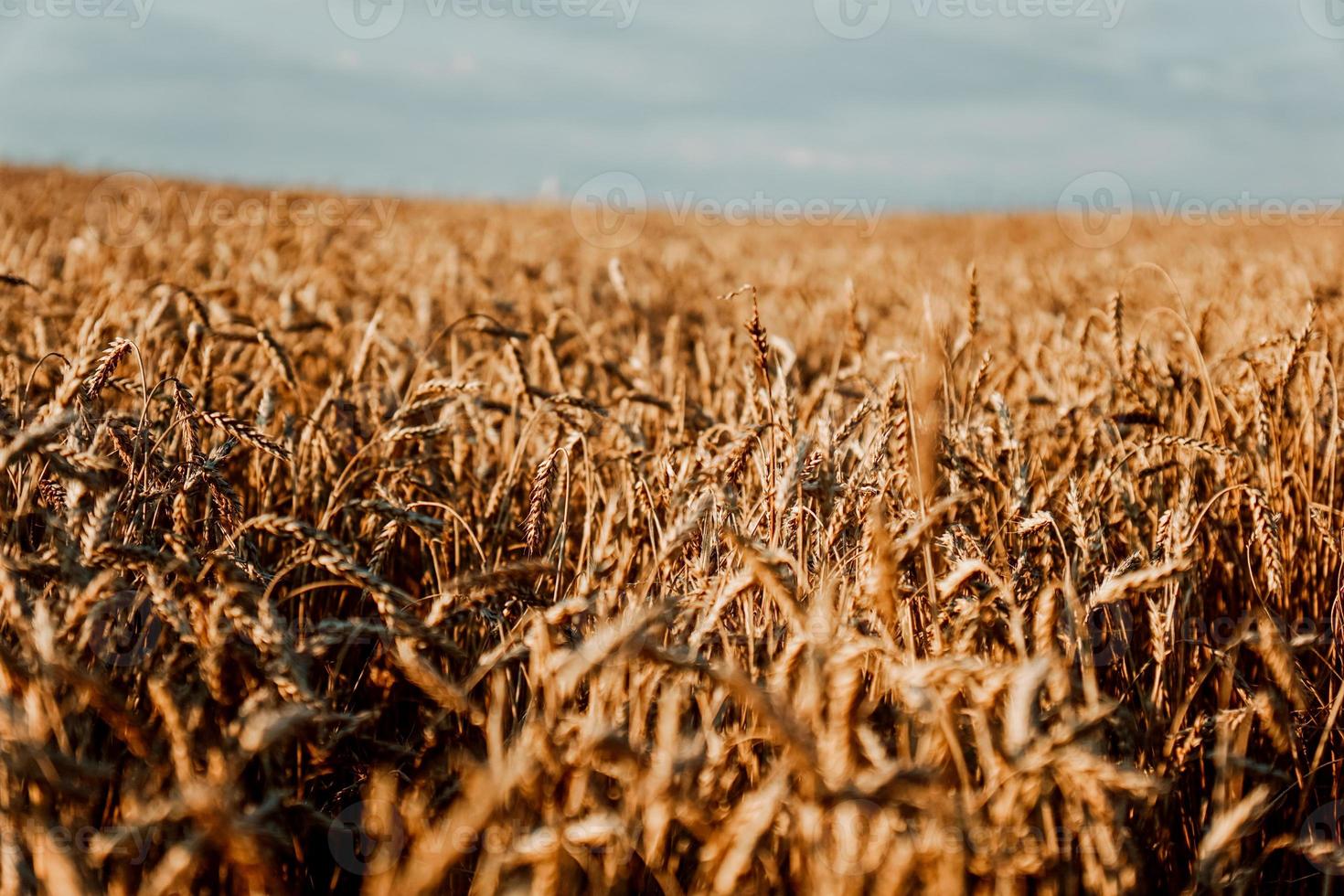 oren van tarwe. zomer tarweveld. natuurlijke natuurlijke achtergrond foto
