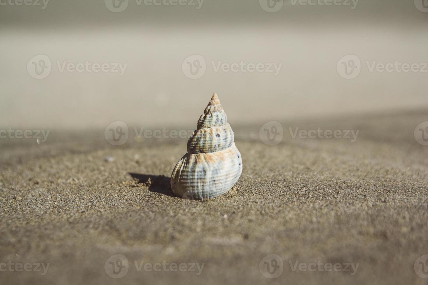 zeeschelp op zandstrand foto