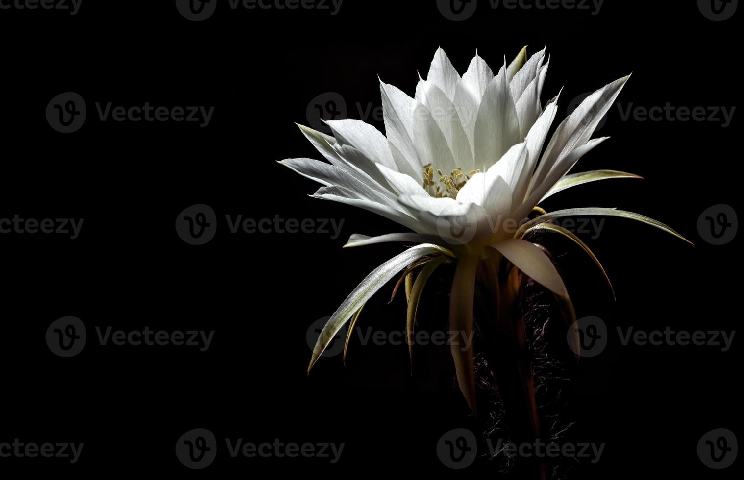 witte kleur met pluizig harig van cactusbloem op zwarte achtergrond foto