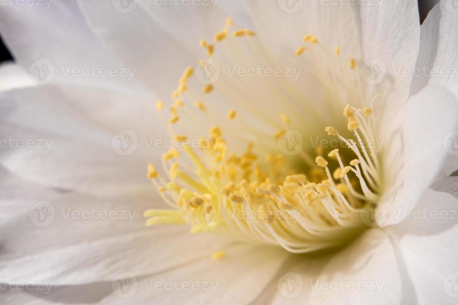 witte kleur fragiele bloemblaadje van echinopsis cactusbloem foto