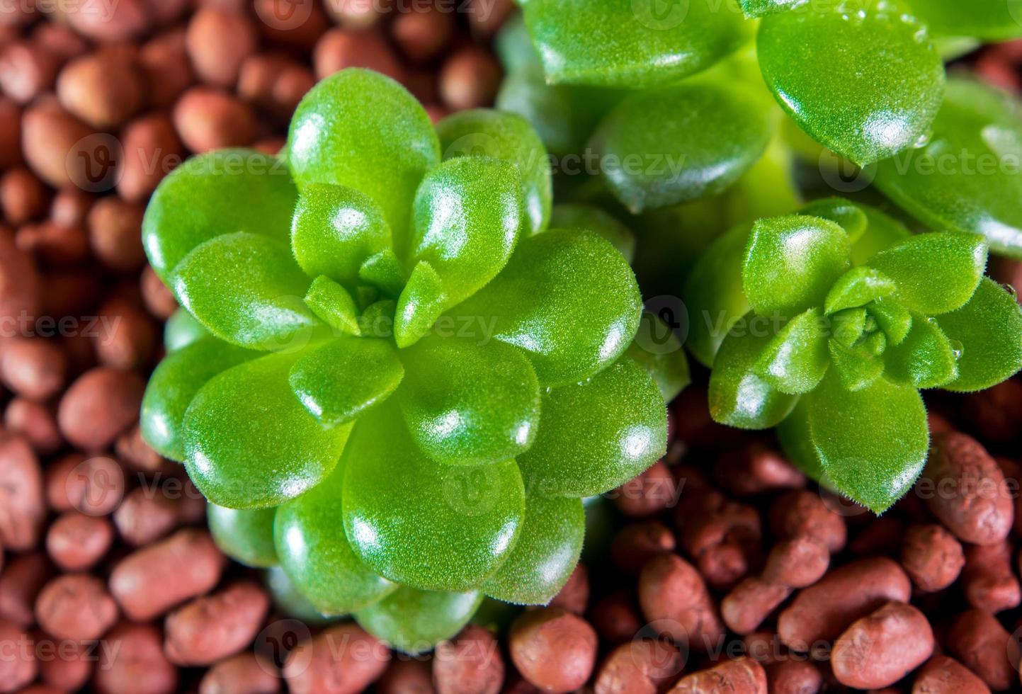 vetplant vetkruid, verse bladeren detail van anacampseros foto