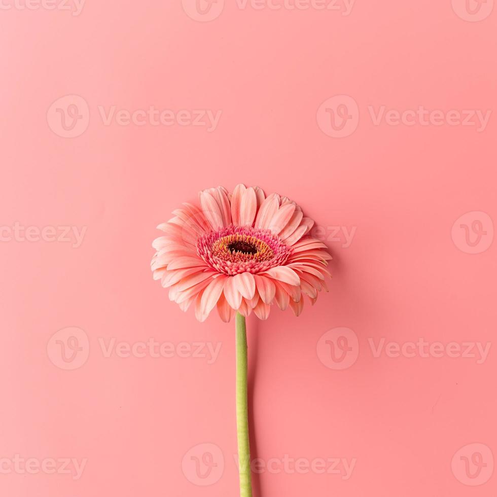 enkele gerbera madeliefjebloem op een roze achtergrond foto