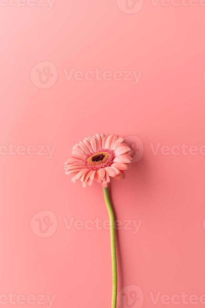 enkele gerbera madeliefjebloem op een roze achtergrond foto