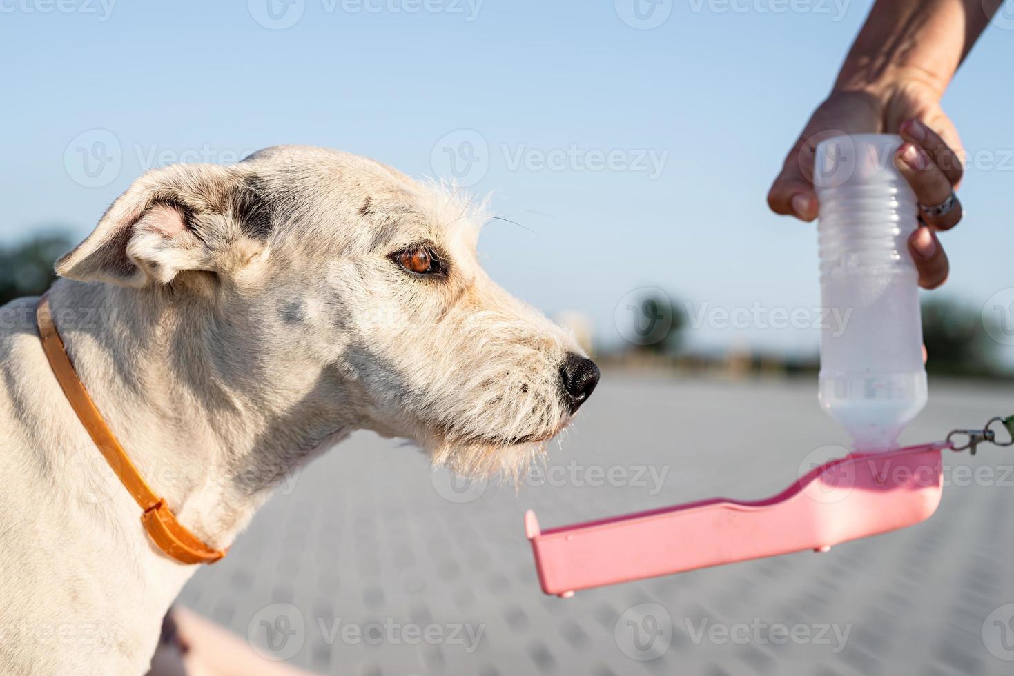 gemengd ras hond drinkwater uit een fles foto