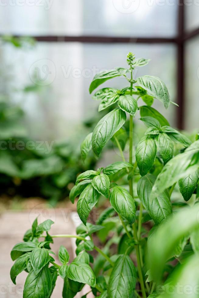 verse basilicum in de tuin of kas foto