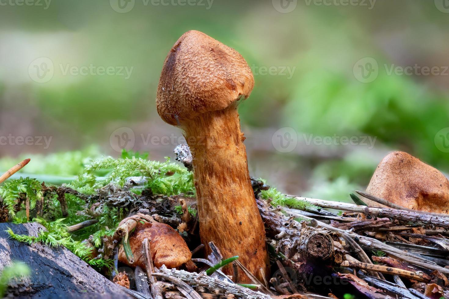 close-up van een dodelijke webcap-paddenstoel tussen dennennaalden en gras foto