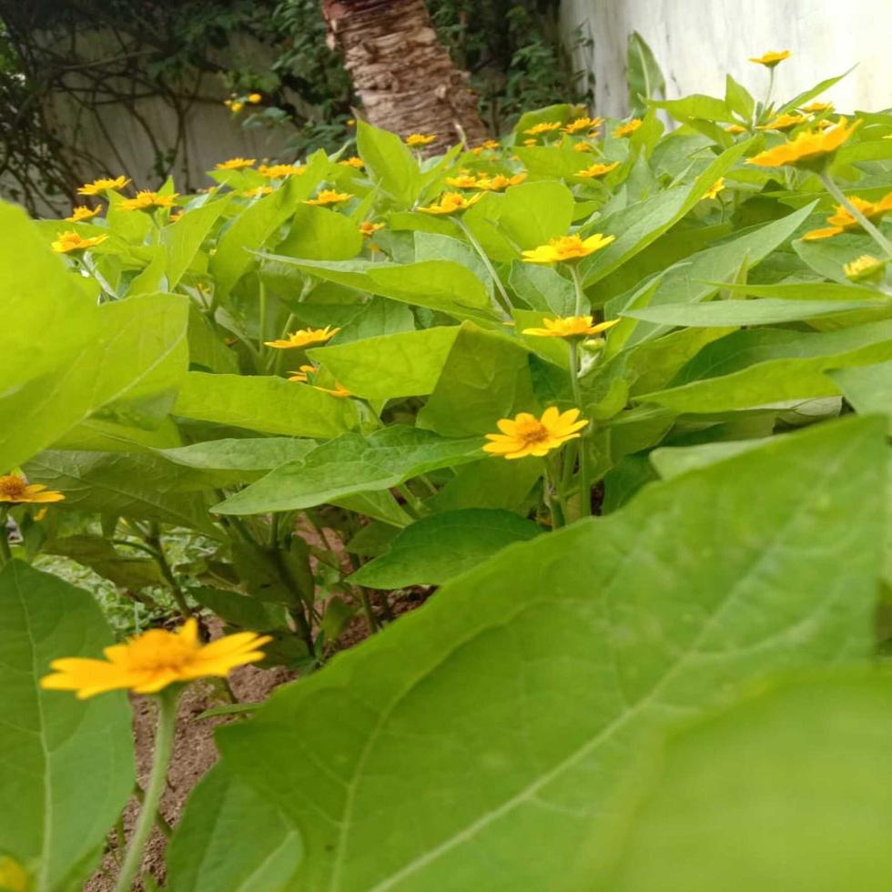 gele bloemen en groene bladeren foto