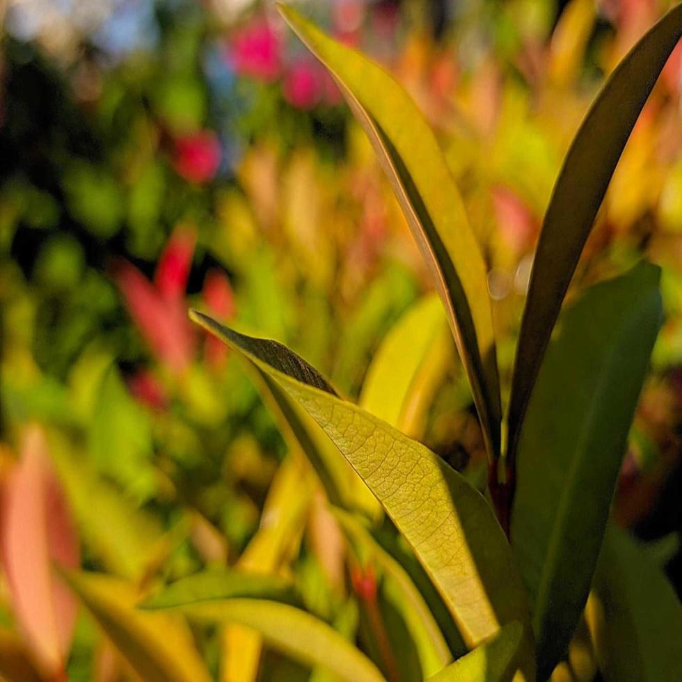 groen blad close-up foto