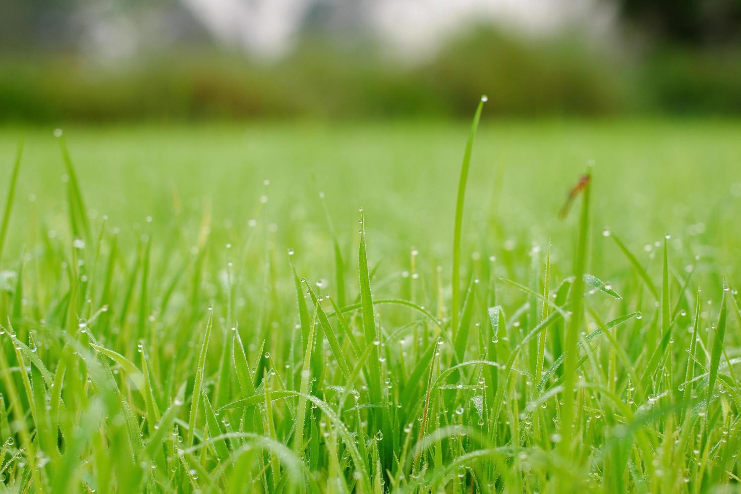 prachtig abstract zicht op jonge padieplanten, zicht op rijstvelden foto