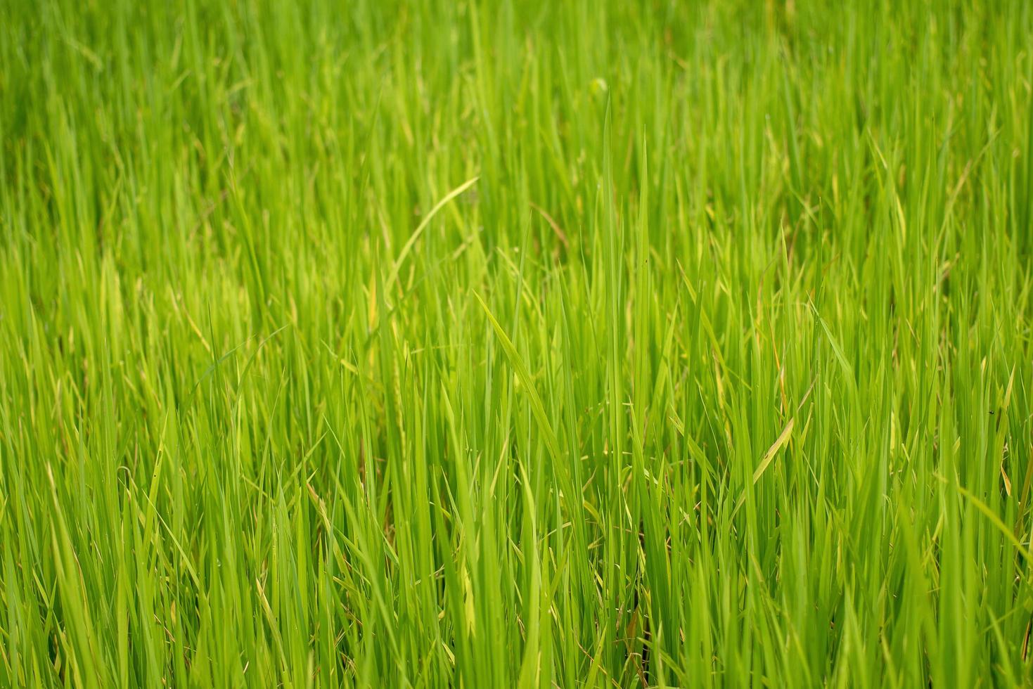 prachtig abstract zicht op jonge padieplanten, zicht op rijstvelden foto