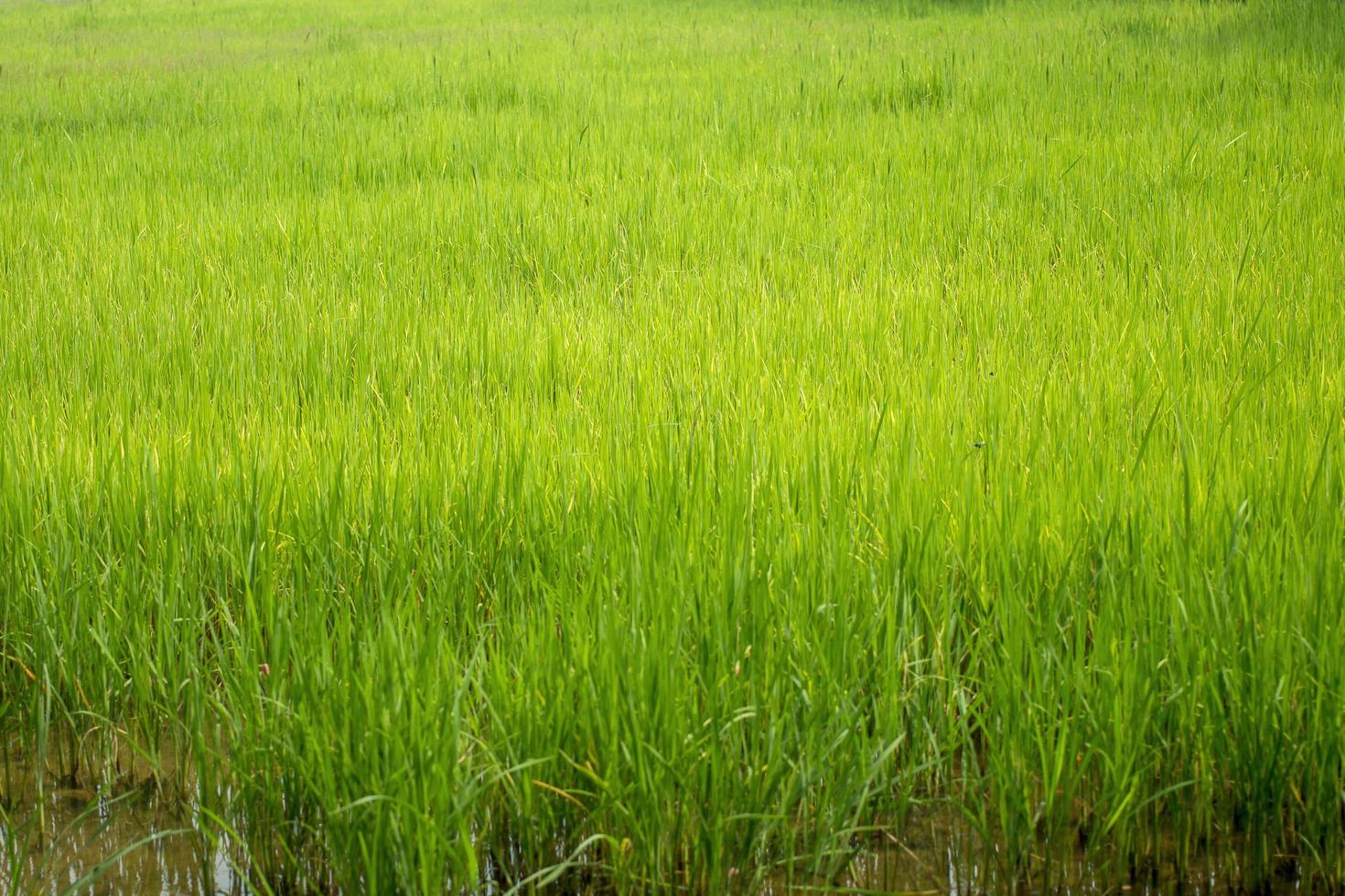 prachtig abstract zicht op jonge padieplanten, zicht op rijstvelden foto