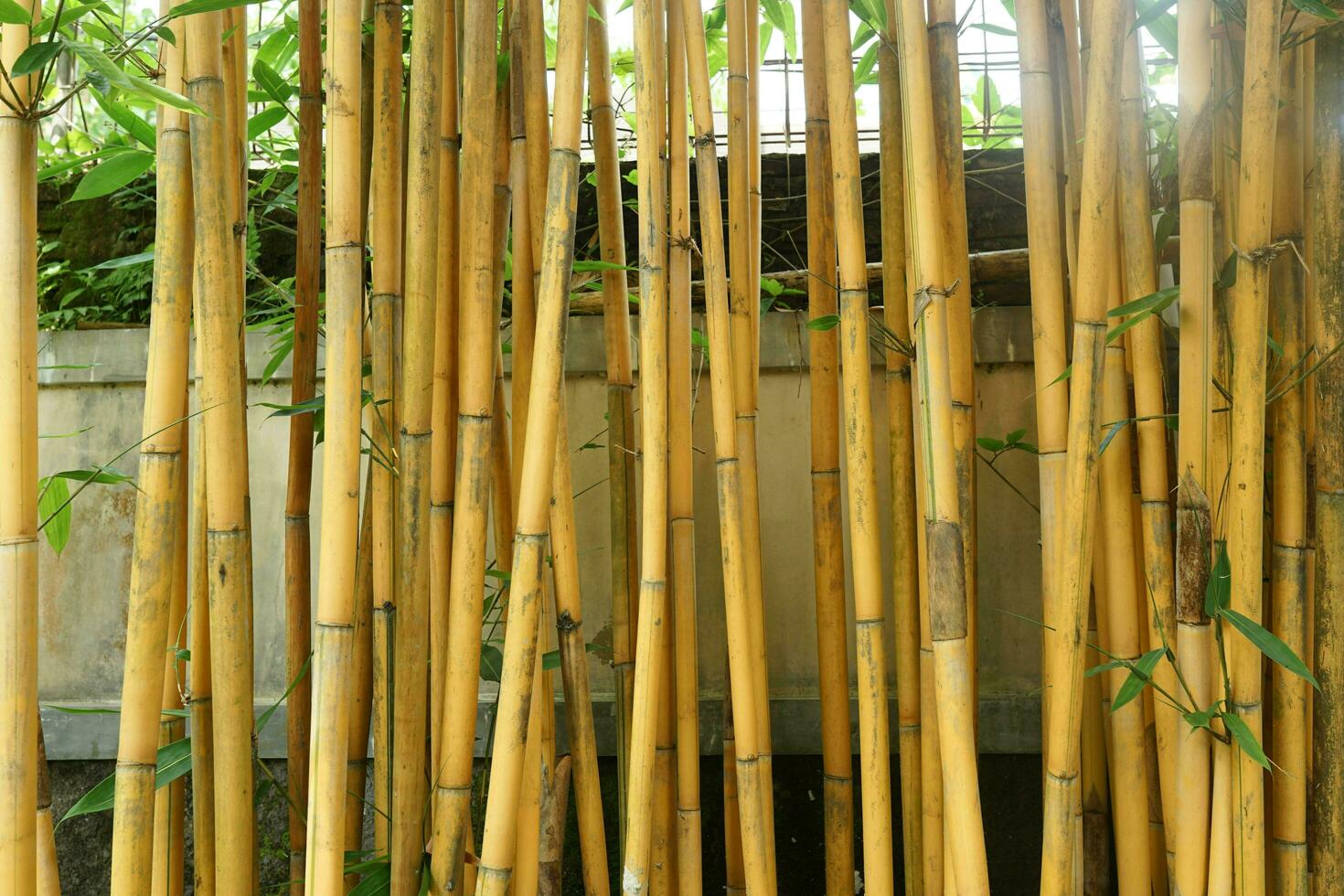 geel bamboe stengels in de werf foto