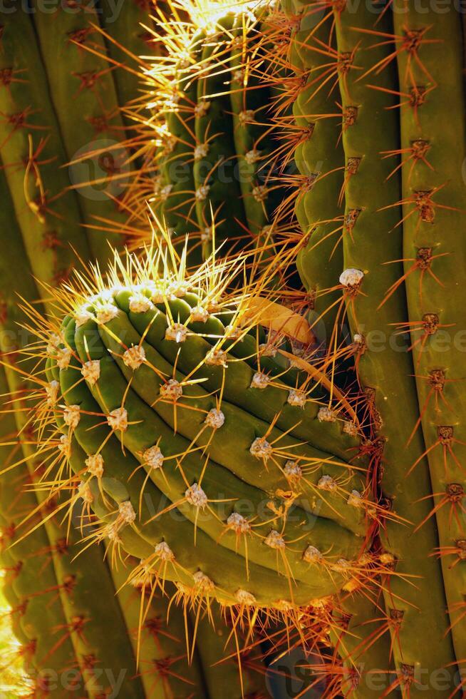 detail, scherp, doornig cactus naalden in laat middag licht foto