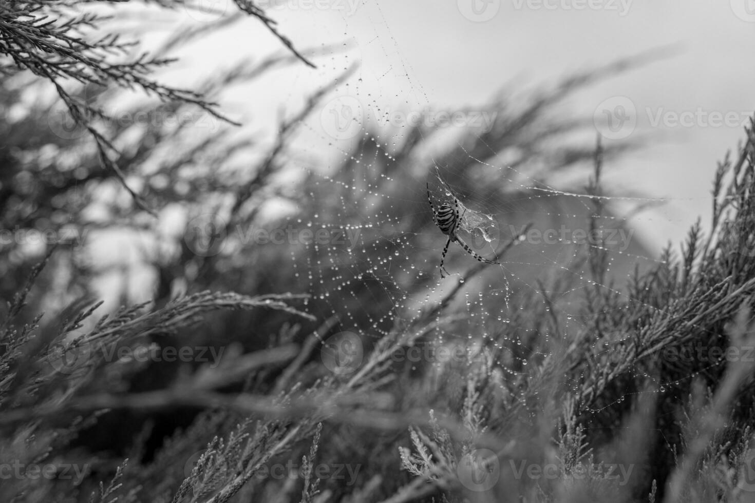 fotografie naar thema grote tabby spin op dauwweb foto