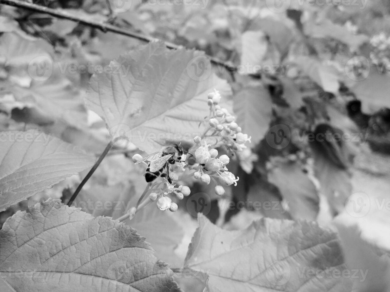 gevleugelde bij vliegt langzaam naar de plant, verzamel nectar voor honing foto