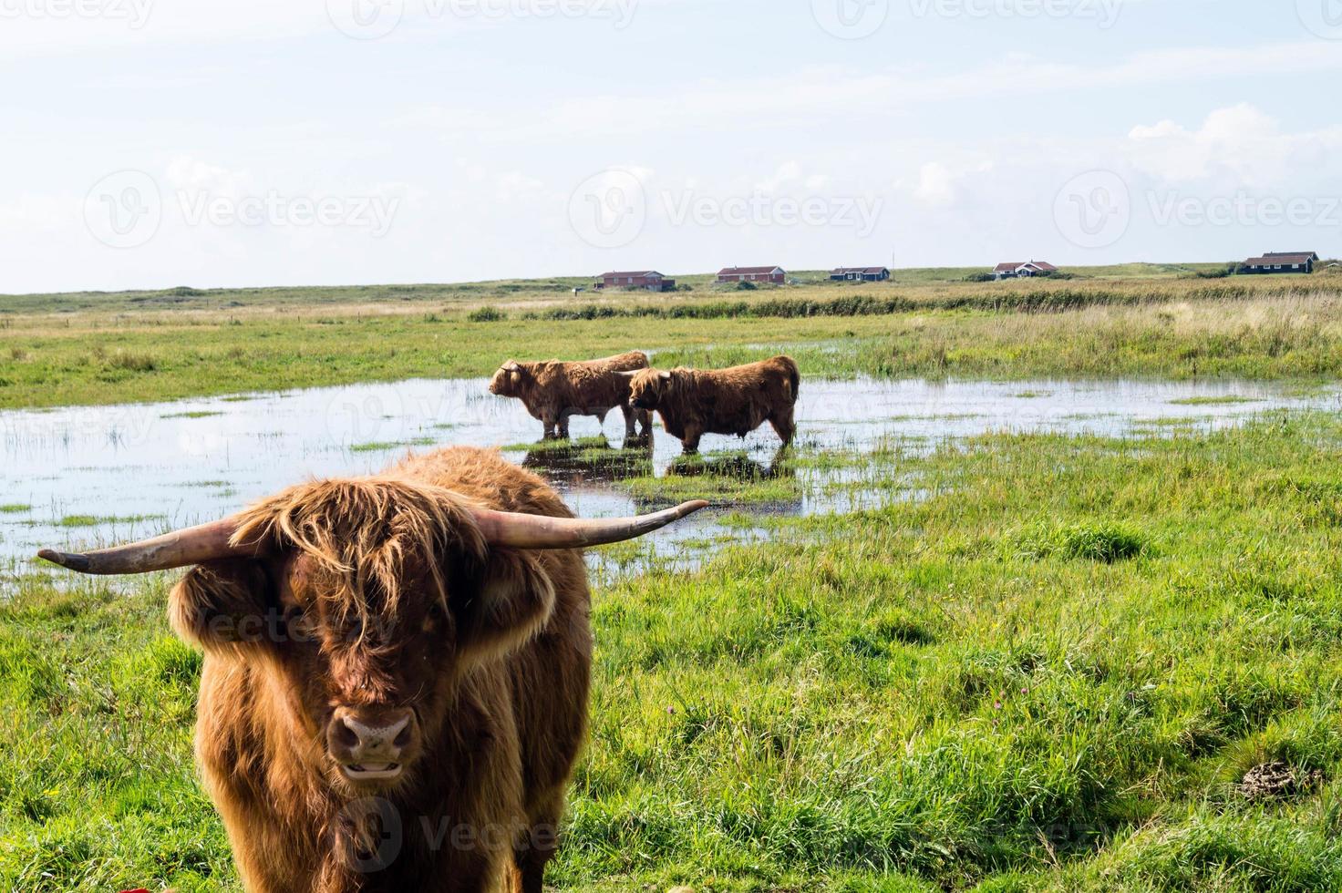 koe in de velden foto