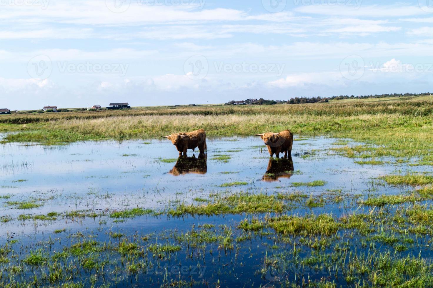 twee koeien in het veld foto