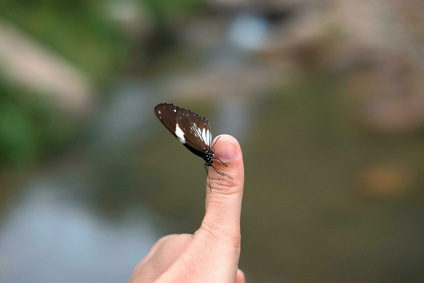 mooi vlinder Aan vrouw duim vinger met tropisch regen Woud achtergrond. foto