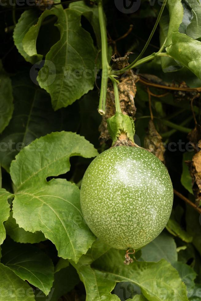 passievrucht aan boom in de tuin foto