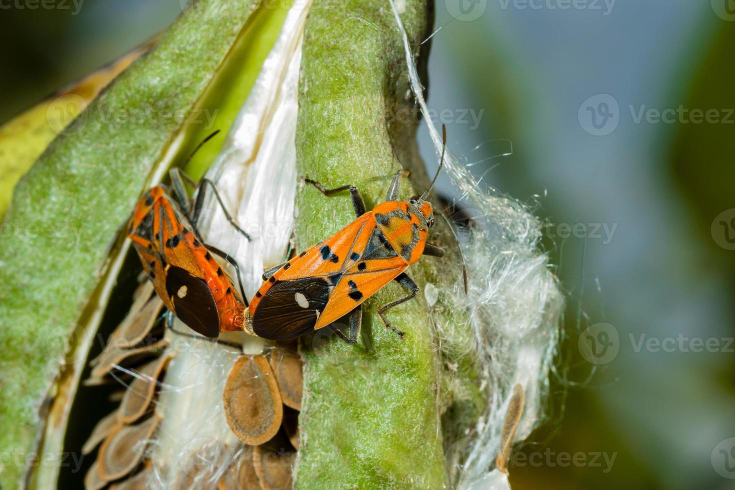 rode katoenen stainer bug paring foto