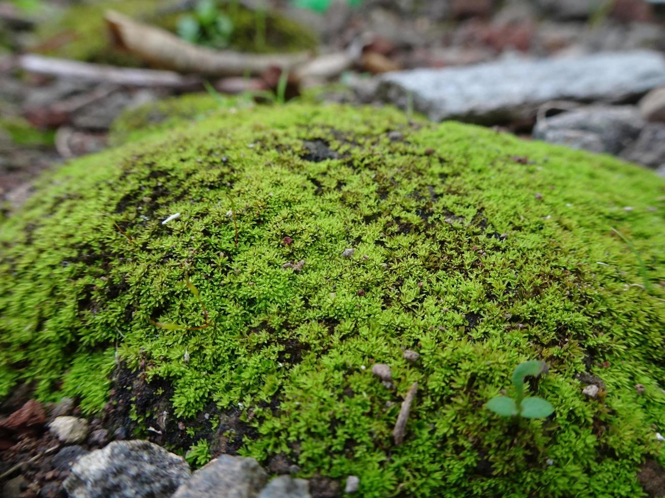 mooi groen mos op de vloer, macro foto