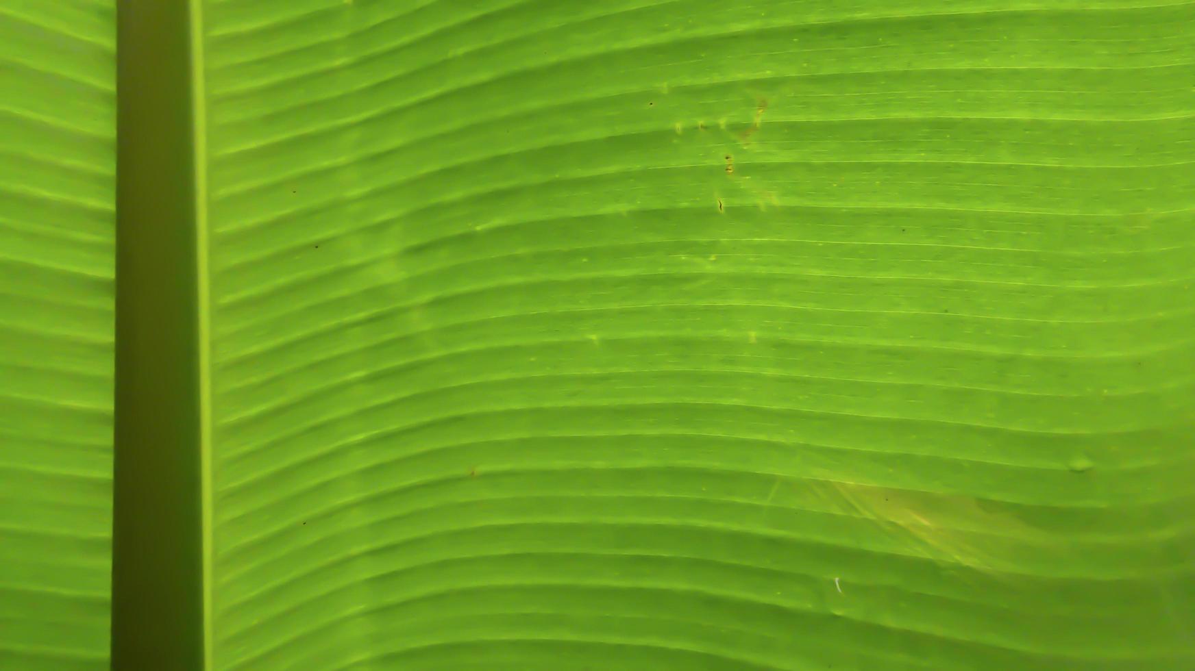 detail textuur banaan macro blad foto