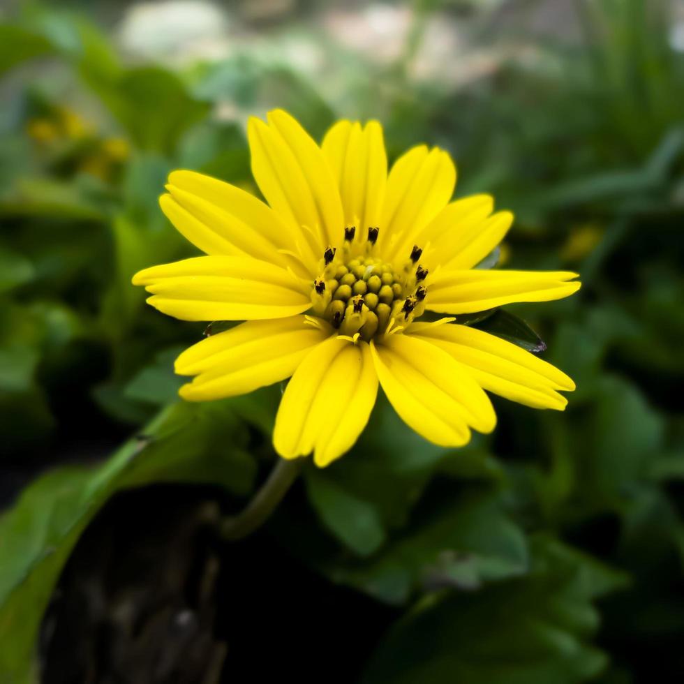 gele bloem met onscherpe achtergrond foto