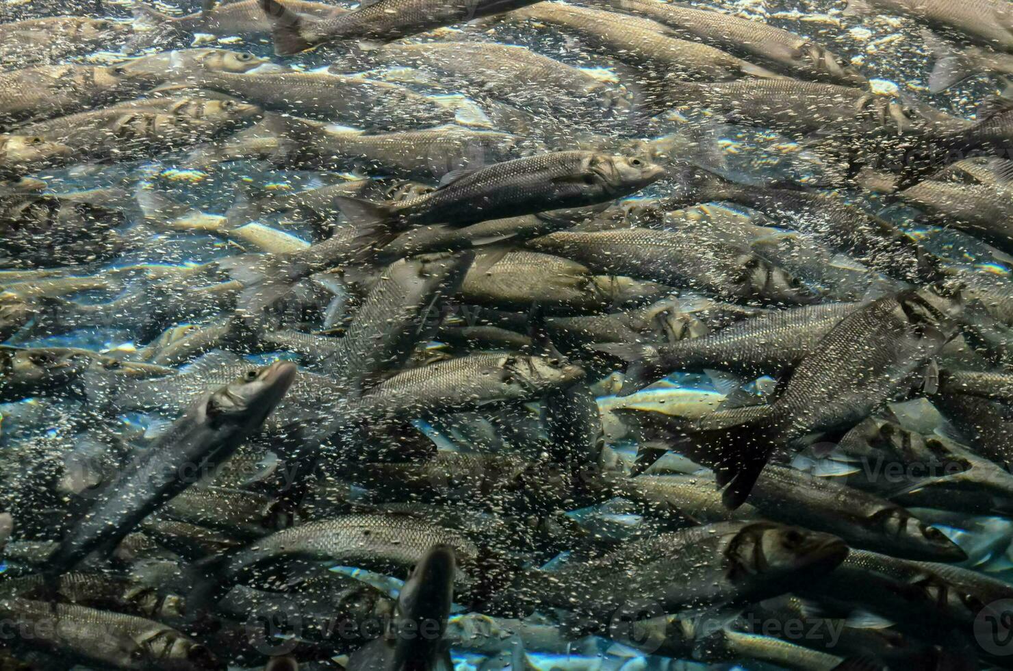 een groot groep van vis zwemmen in de water foto