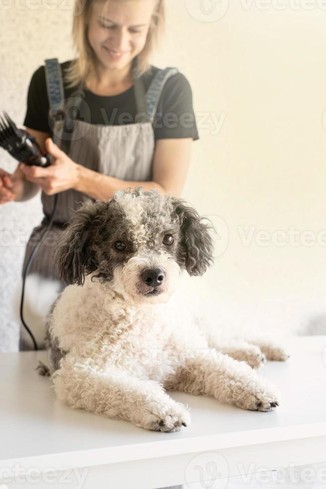 blonde vrouw die een hond thuis trimt foto