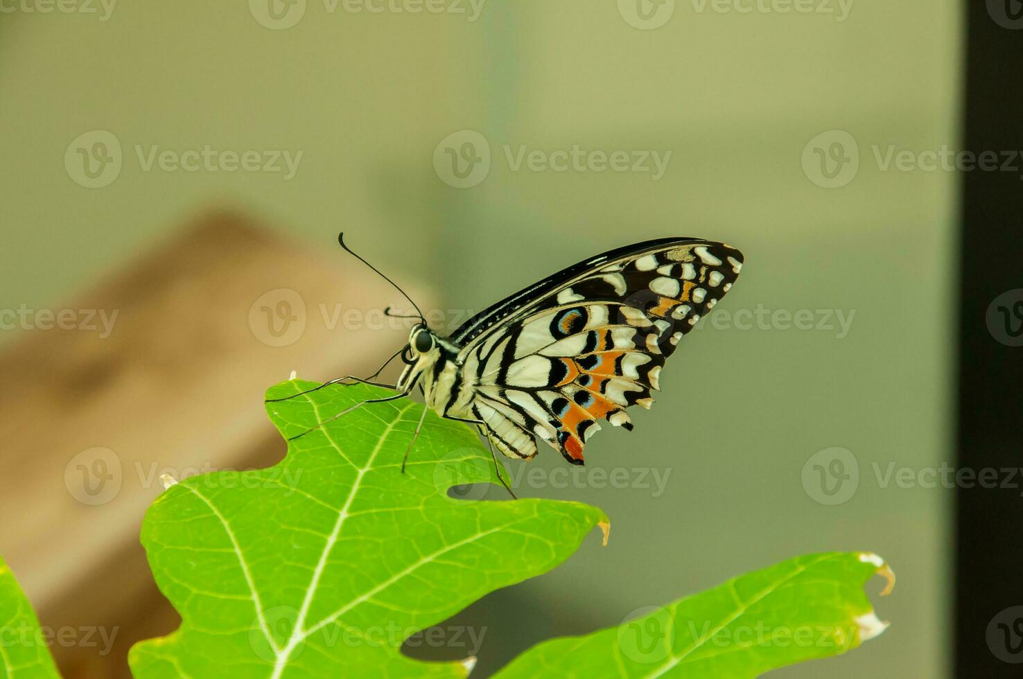 de schoonheid van de kleuren en patroon van een vlinder foto