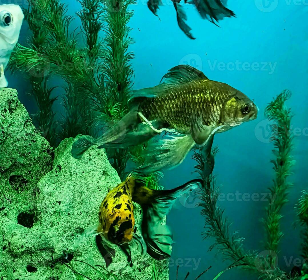 meerdere veelkleurig helder vis zwemmen in de aquarium. aquarium met klein huisdieren. foto