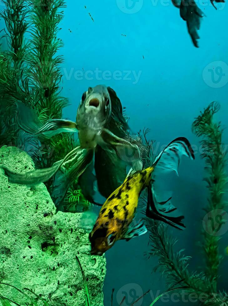 meerdere veelkleurig helder vis zwemmen in de aquarium. aquarium met klein huisdieren. foto