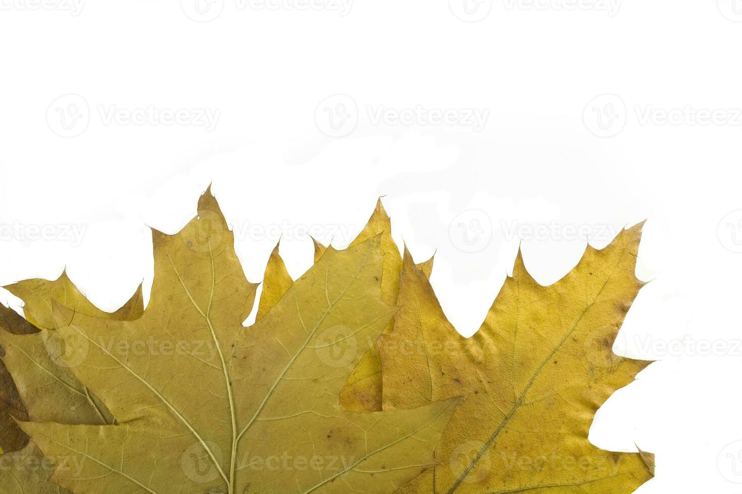 herfstblad op witte achtergrond foto