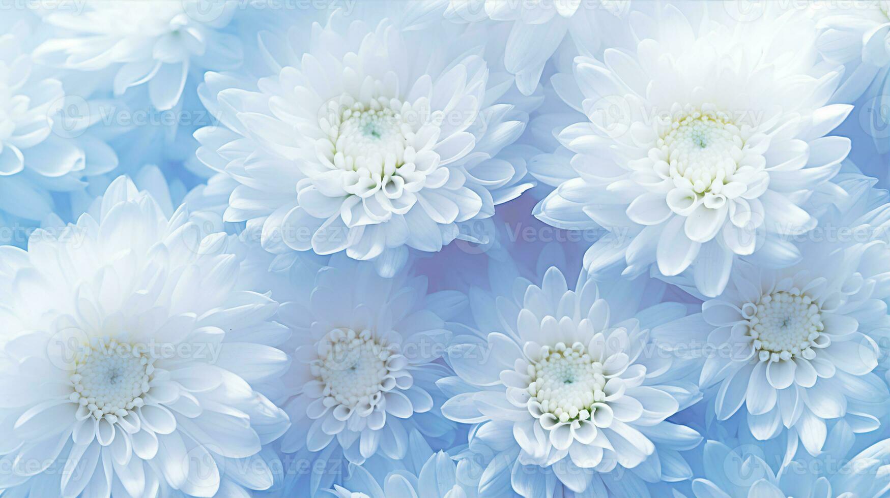 detailopname van delicaat blauw chrysanten met wit centra, symboliseert kalmte en elegantie. generatief ai foto