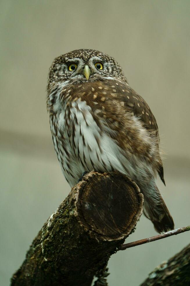 portret van Euraziatisch pygmee uil foto